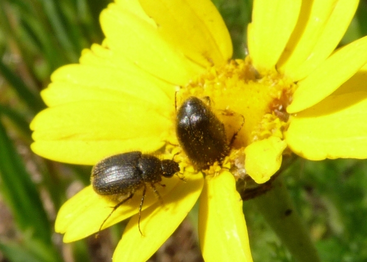 Melolonthidae? Paratriodonta romana